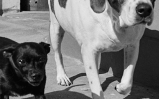 Dogs picture in black and white