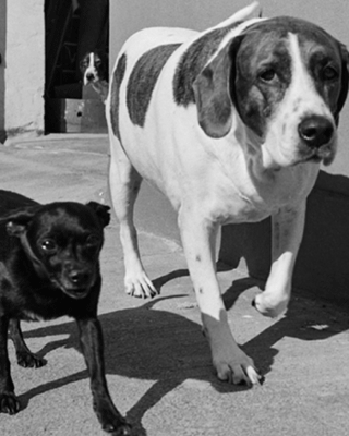 Dogs picture in black and white