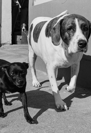 Dogs picture in black and white