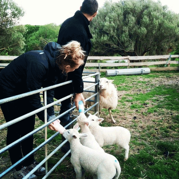 Feed baby sheeps - woofing